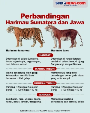 Perbandingan Harimau...