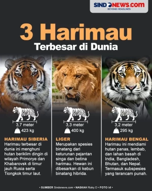 3 Jenis Harimau Terbesar...