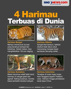 4 Harimau Terbuas di...