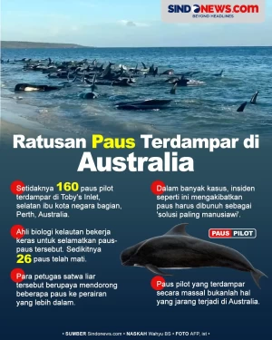 Ratusan Paus Pilot Terdampar...