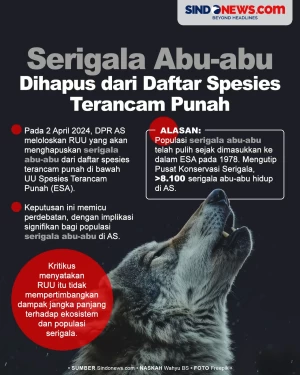 Serigala Abu-abu Akan...