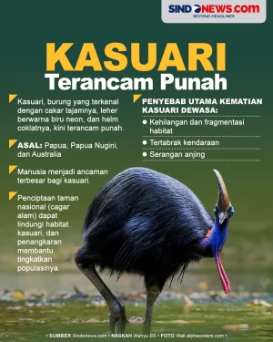 Burung Kasuari Asal...