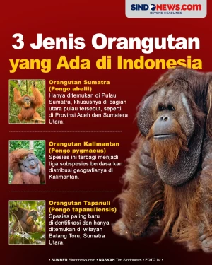 3 Jenis Orangutan yang...