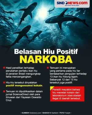 Belasan Ikan Hiu di...