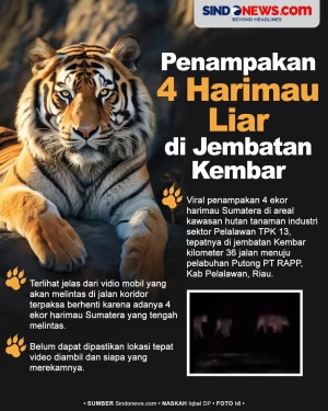 Viral Penampakan 4 Harimau...