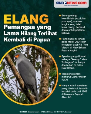 Burung Elang Langka...