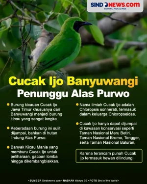 Cucak Ijo Banyuwangi...