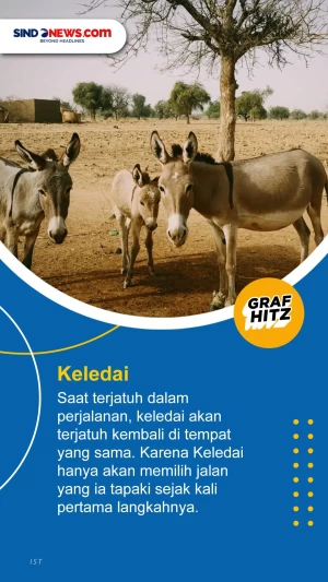 Salah Satunya Keledai,...