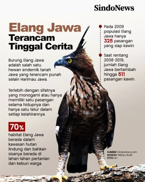 Seperti Harimau, Elang...