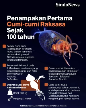 Penampakan Cumi-cumi...
