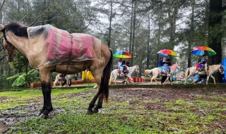 Wisata Berkuda Jadi...