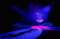 Pertunjukan Sirkus di...