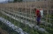 Petani Kesulitas Dapatkan...