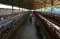 Harga Telur Ayam Ras...