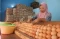 Harga Telur Berangsur...