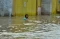 Banjir Rendam Perumahan...
