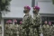 Mayjen TNI (Mar) Widodo...