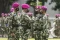 Mayjen TNI (Mar) Widodo...