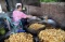 Geliat Produksi Kerupuk...