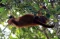 Orangutan Bergelantungan...