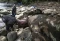 Gajah Sumatra Mati di...