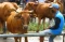 Harga Sapi Turun Hingga...