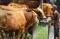 Harga Sapi Turun Hingga...