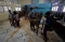 Sekolah Terdampak Banjir,...