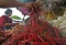 Harga Sayur Naik Akibat...