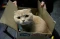 Potret Menyedihkan Kucing...