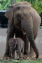 Kelahiran Anak Gajah...