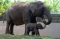 Kelahiran Anak Gajah...