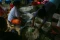 Kampung Pempek Tanggo...