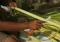 Geliat Penjual Ketupat...