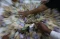 Pembagian Zakat Fitrah...
