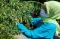 Melihat Urban Farming...