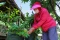 Melihat Urban Farming...