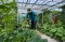 Melihat Urban Farming...