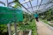 Melihat Urban Farming...