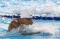 SEA Games 2021 : Perenang...