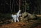 Induk dan Janin Gajah...