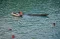 Mobil Terjun ke Laut...