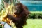 Bayi Orang Utan Noa...