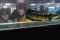 250 Ragam Warna Snakehead...
