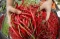 Harga Cabai Rawit Merah...