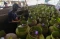 Beli LPG 3 Kg Kini Wajib...