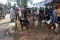 Pasar Hewan di Aceh...