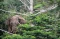 Gajah Liar Masuk ke...