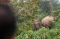 Gajah Liar Masuk ke...