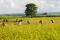 BPS : Harga Gabah Kering...